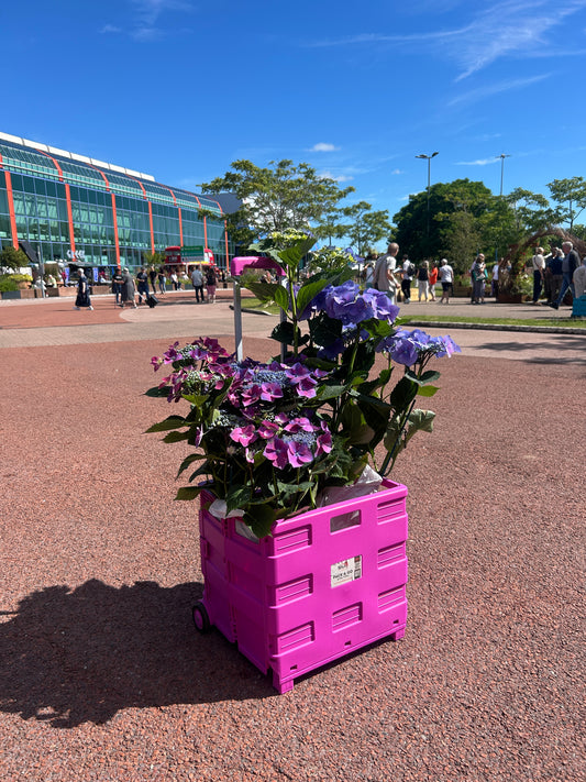 Pack & Go Trolley
